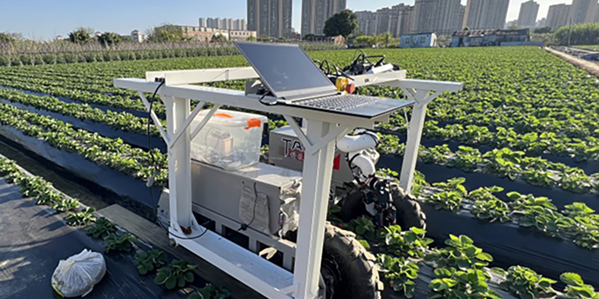 Il robot che vede sotto le foglie: così cambierà la raccolta delle fragole
